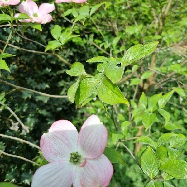 Cornus florida Цветок