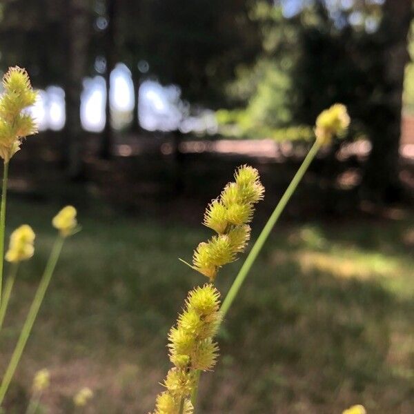 Carex tribuloides Fruit