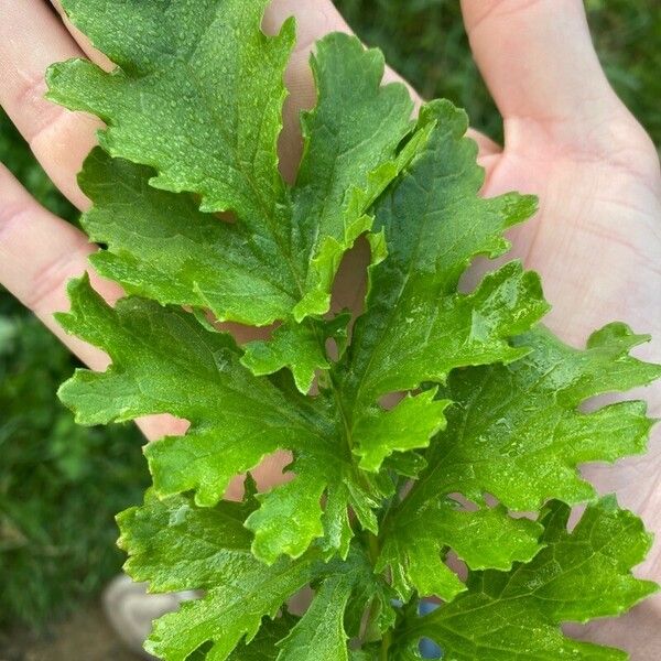 Senecio doria Folha