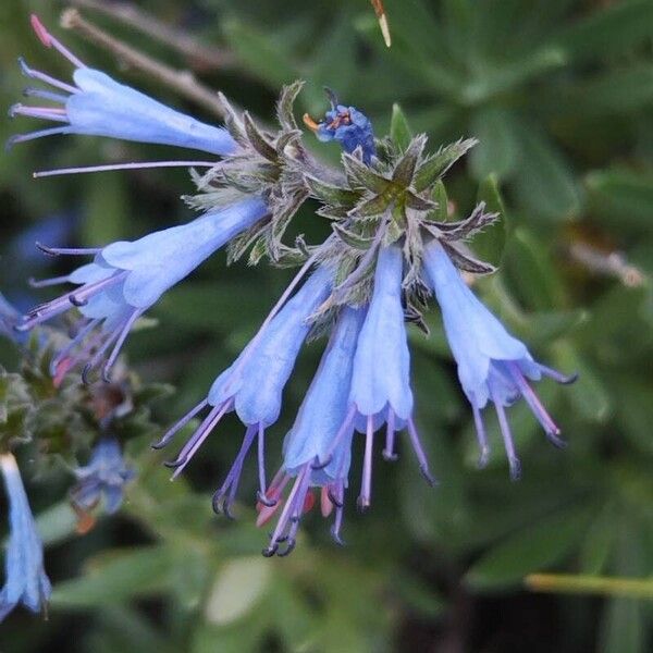 Moltkia petraea Flors