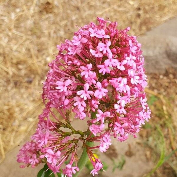 Valeriana rubra 花