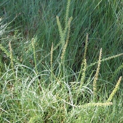 Triglochin maritima Flower