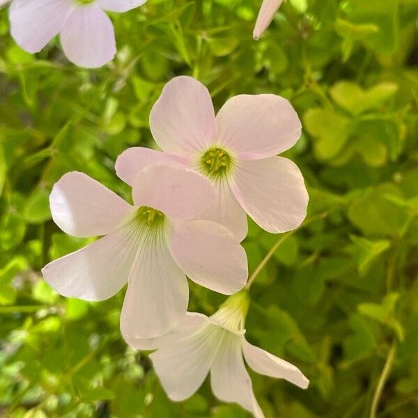 Oxalis incarnata Цветок