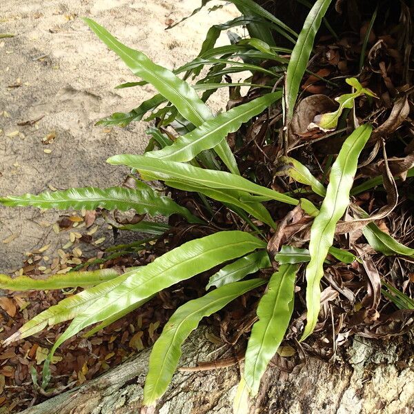 Asplenium africanum 形態