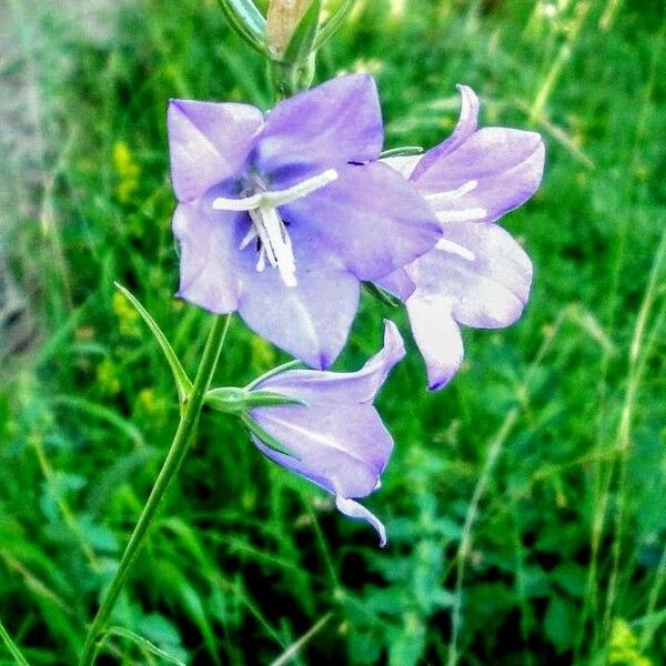 Campanula persicifolia Fiore