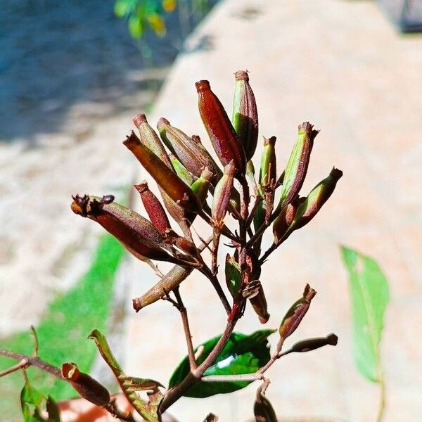 Cinchona pubescens Fruitua