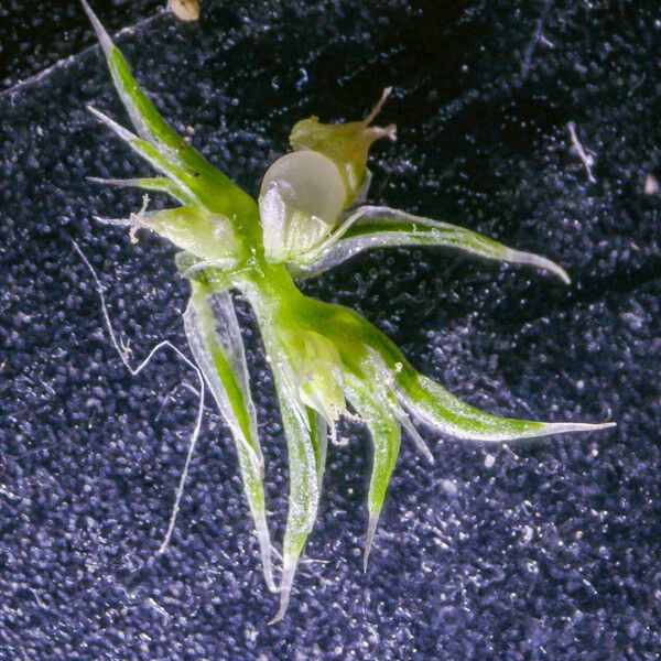 Amaranthus albus Flower