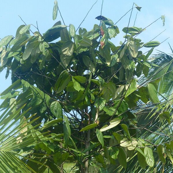 Theobroma cacao Lehti