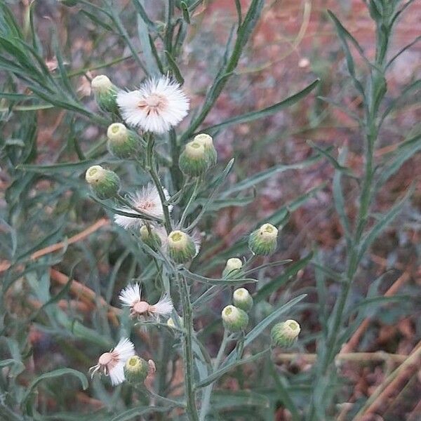 Erigeron bonariensis Цветок