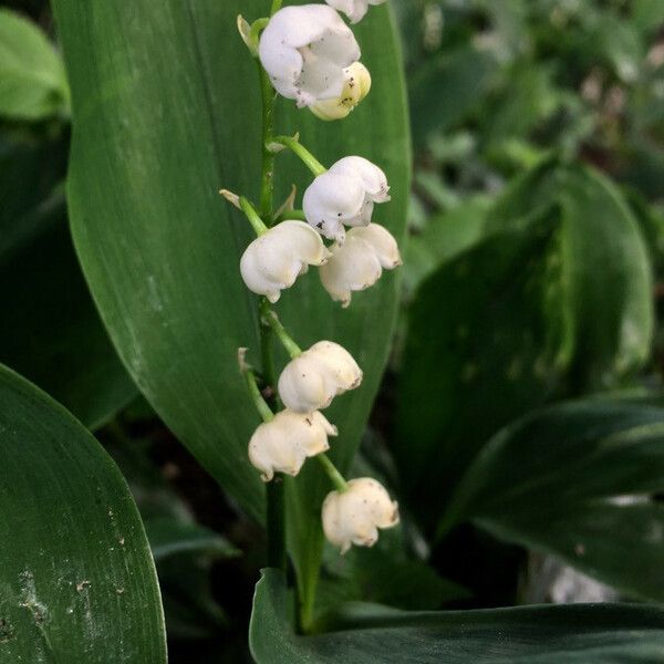 Convallaria majalis Flower