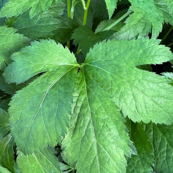 Cryptotaenia canadensis Leaf