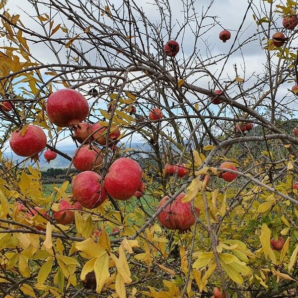 Punica granatum 果