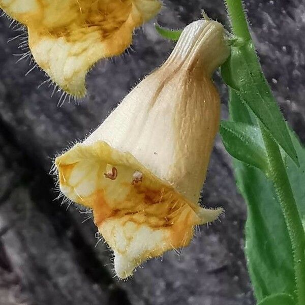 Digitalis grandiflora Çiçek