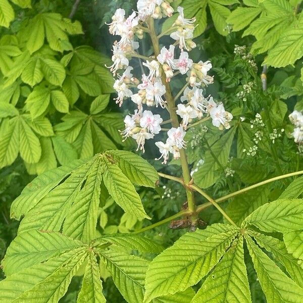 Aesculus hippocastanum Blatt