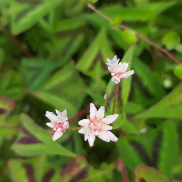 Persicaria chinensis Flower