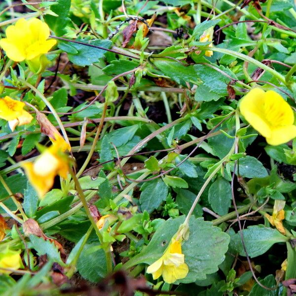 Mecardonia procumbens Hàbitat