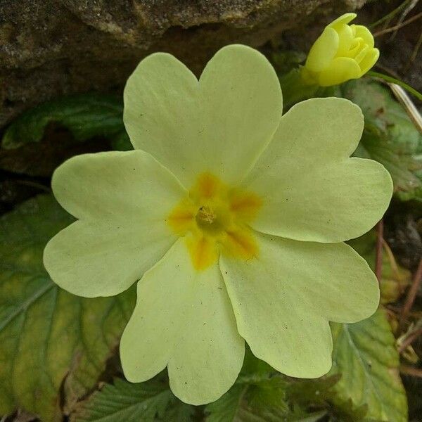 Primula vulgaris Žiedas