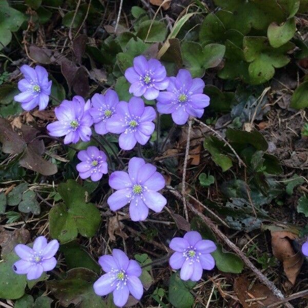 Anemone hepatica പുഷ്പം