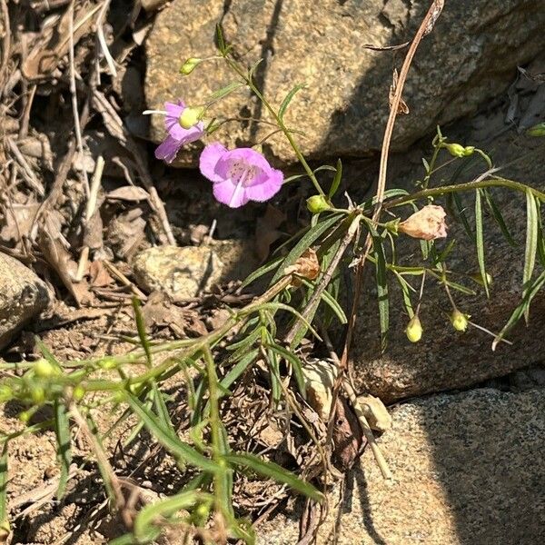 Agalinis tenuifolia Flower