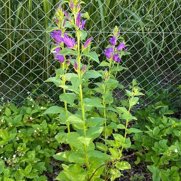 Campanula latifolia Habit