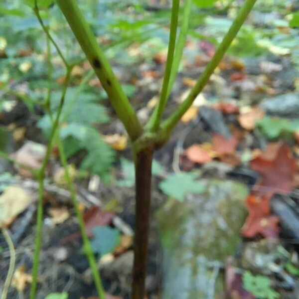 Thalictrum dioicum Bark