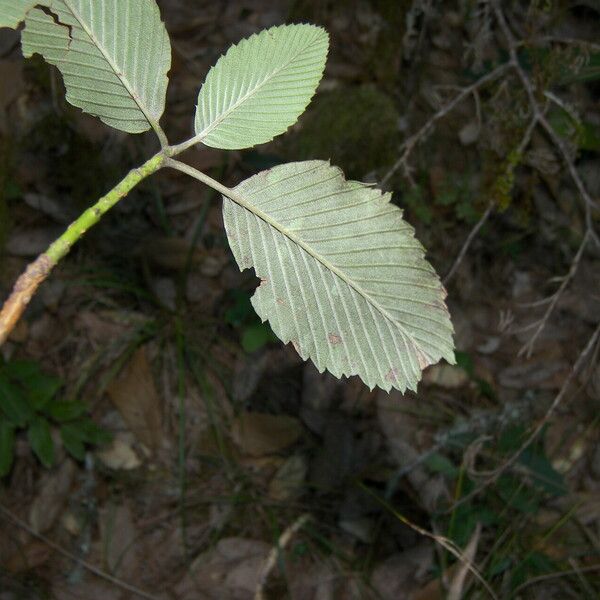 Alnus acuminata Leaf