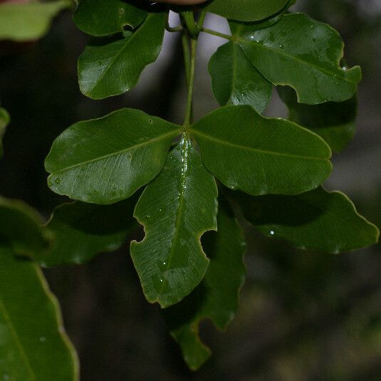 Vepris lanceolata Lehti