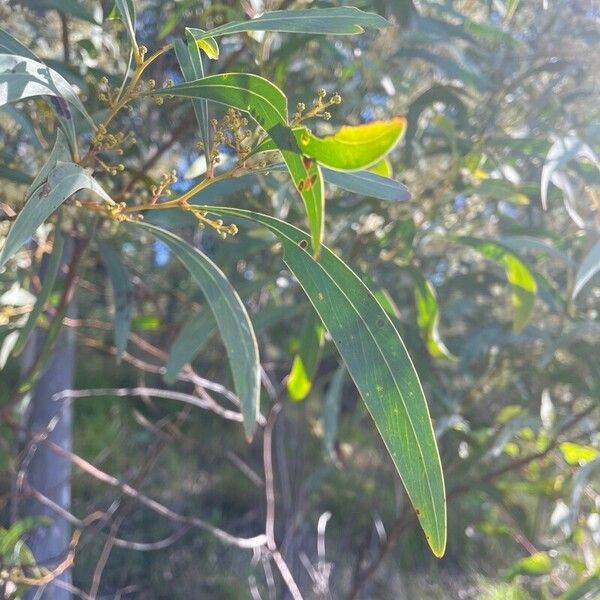 Acacia falcata Leaf