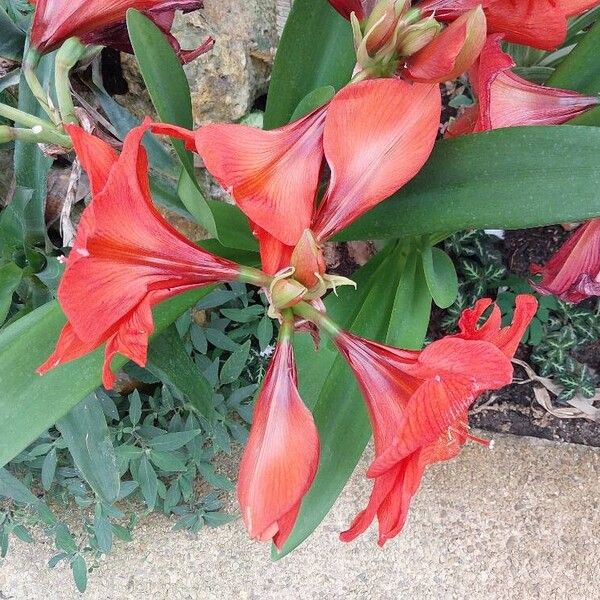 Hippeastrum reginae ফুল