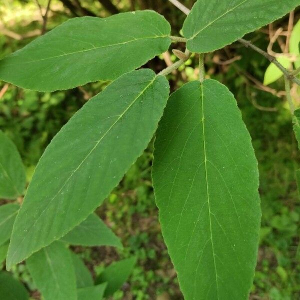 Viburnum buddleifolium ᱥᱟᱠᱟᱢ