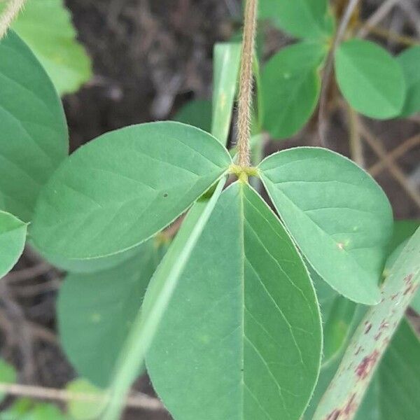 Crotalaria pallida Лист