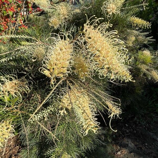 Grevillea leucopteris Λουλούδι