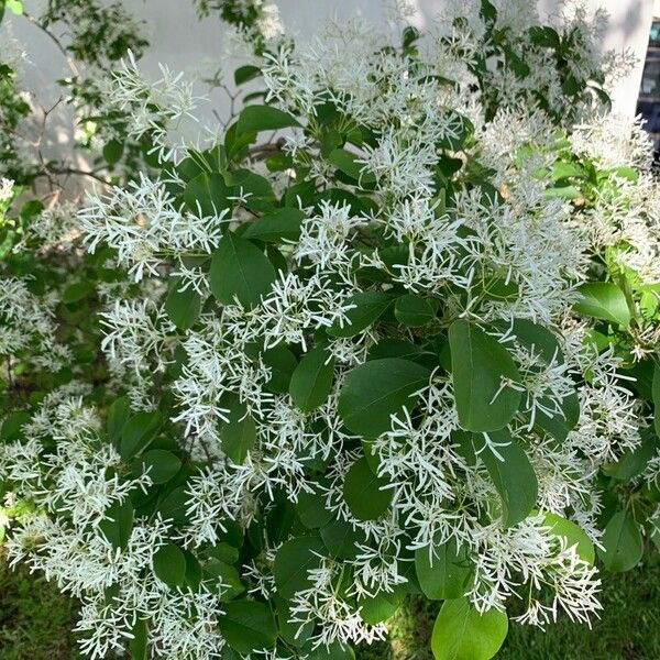 Chionanthus retusus Flower