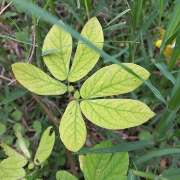 Senna obtusifolia 葉