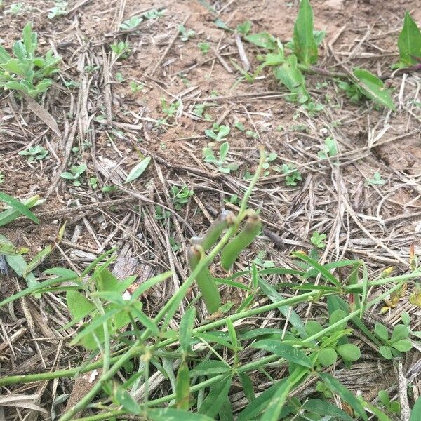 Crotalaria lanceolata Gyümölcs