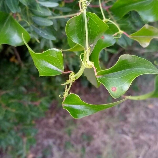 Smilax aspera Yaprak