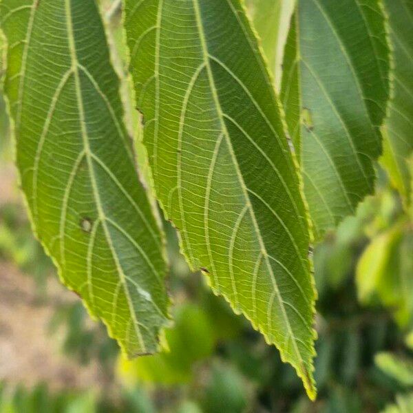 Grewia trichocarpa Blatt