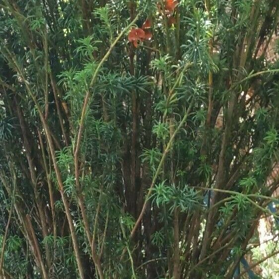 Podocarpus nubigenus Лист