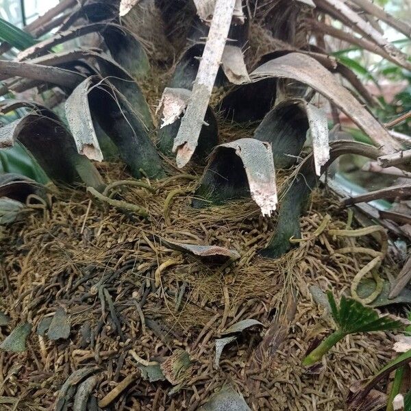 Chamaerops humilis Bark