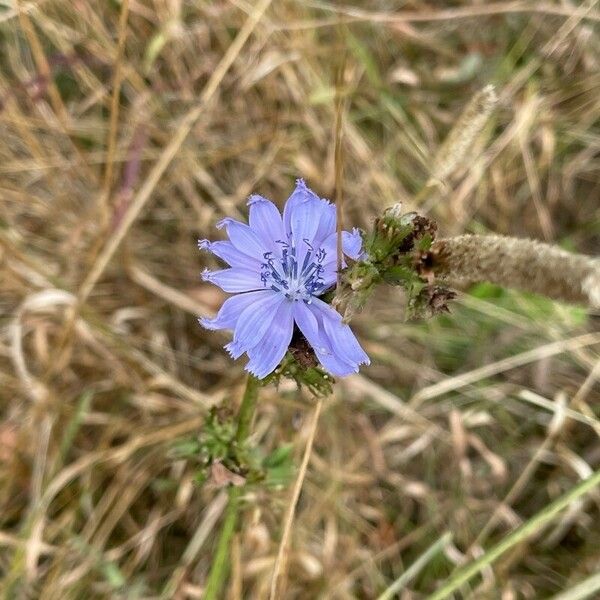 Cichorium endivia 花