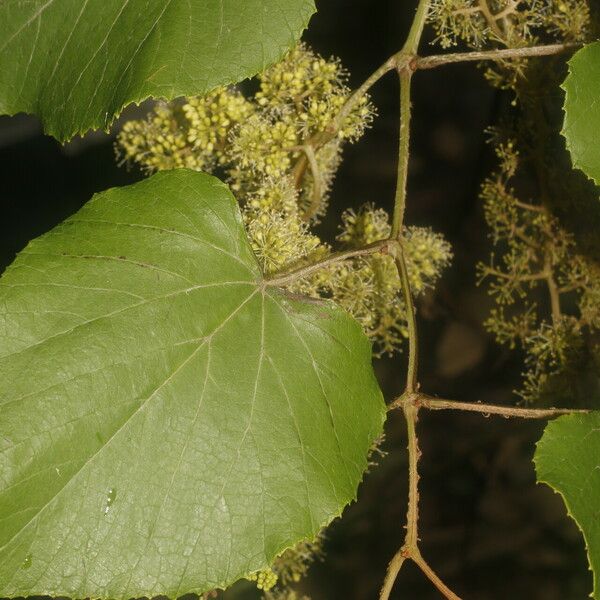 Vitis tiliifolia Levél