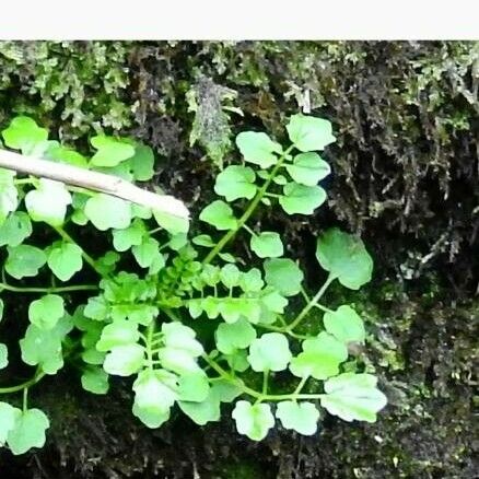 Cardamine flexuosa Leaf