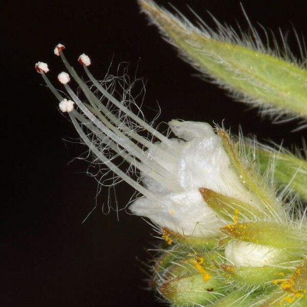 Phacelia heterophylla Flower