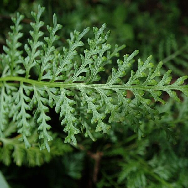 Asplenium theciferum Folha