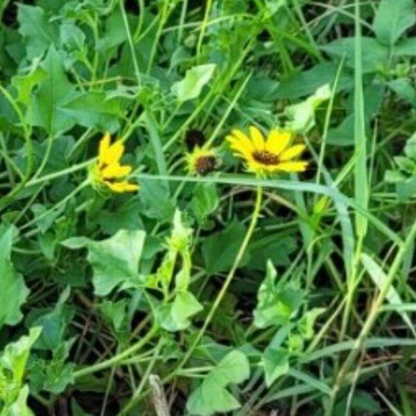 Helianthus debilis Flower