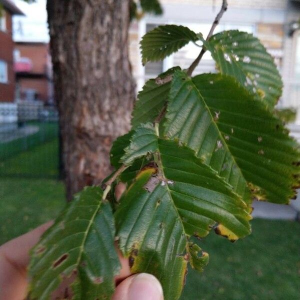 Ulmus americana Folla