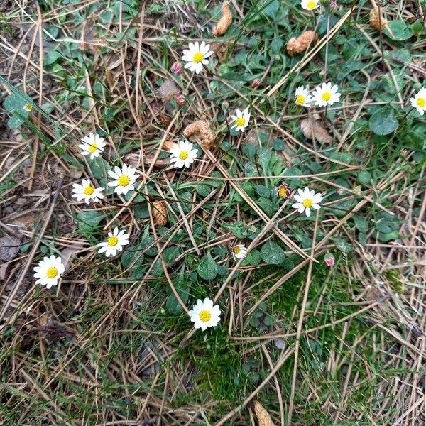 Bellium bellidioides Vekstform