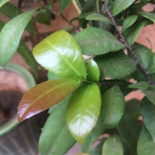 Ochna integerrima Leaf