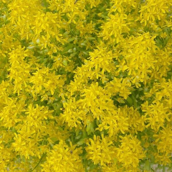 Isatis tinctoria Blüte