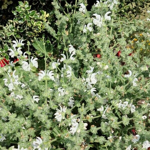 Salvia argentea Habit